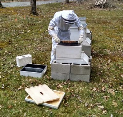 bees