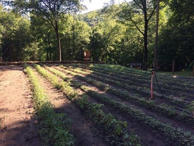 garden